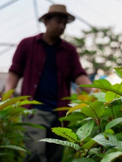 Kava vs Kratom Photo