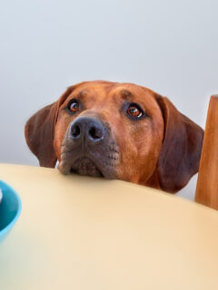 Dog begging for raw turkey with its chin on the table at Thanksgiving