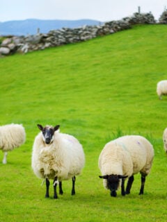 Sheep marked with colorful dye grazing in green pastures. Adult sheep and baby lambs feeding in lush green meadows of Ireland.